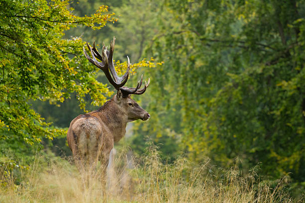 beautiful portrait of majestic red deer with green forest in background