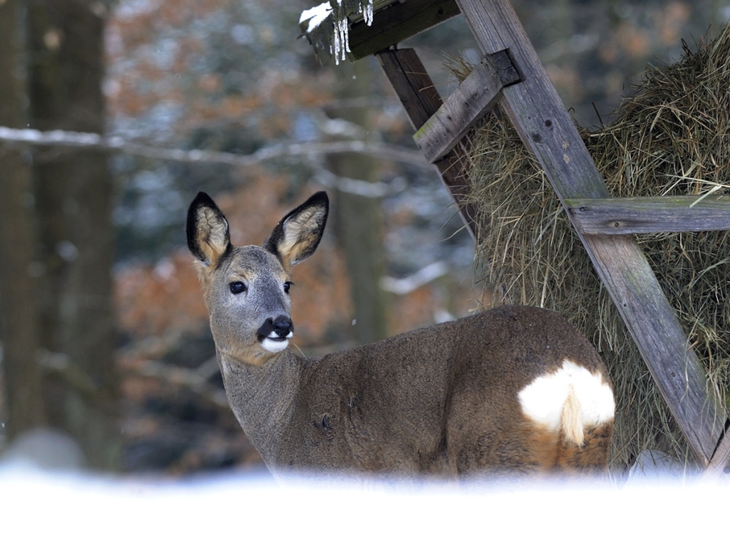 86f46ca3cde59dd03fcaa9ad1eba63ce xl