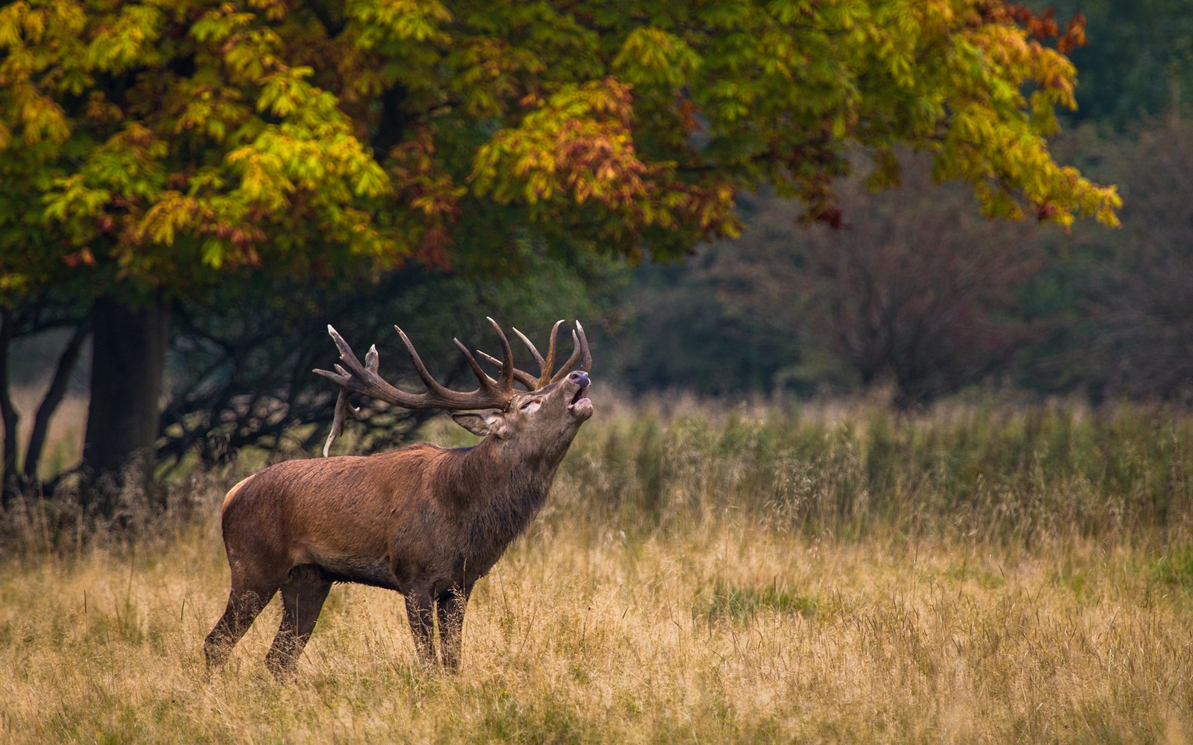 deer grass 1680x1050