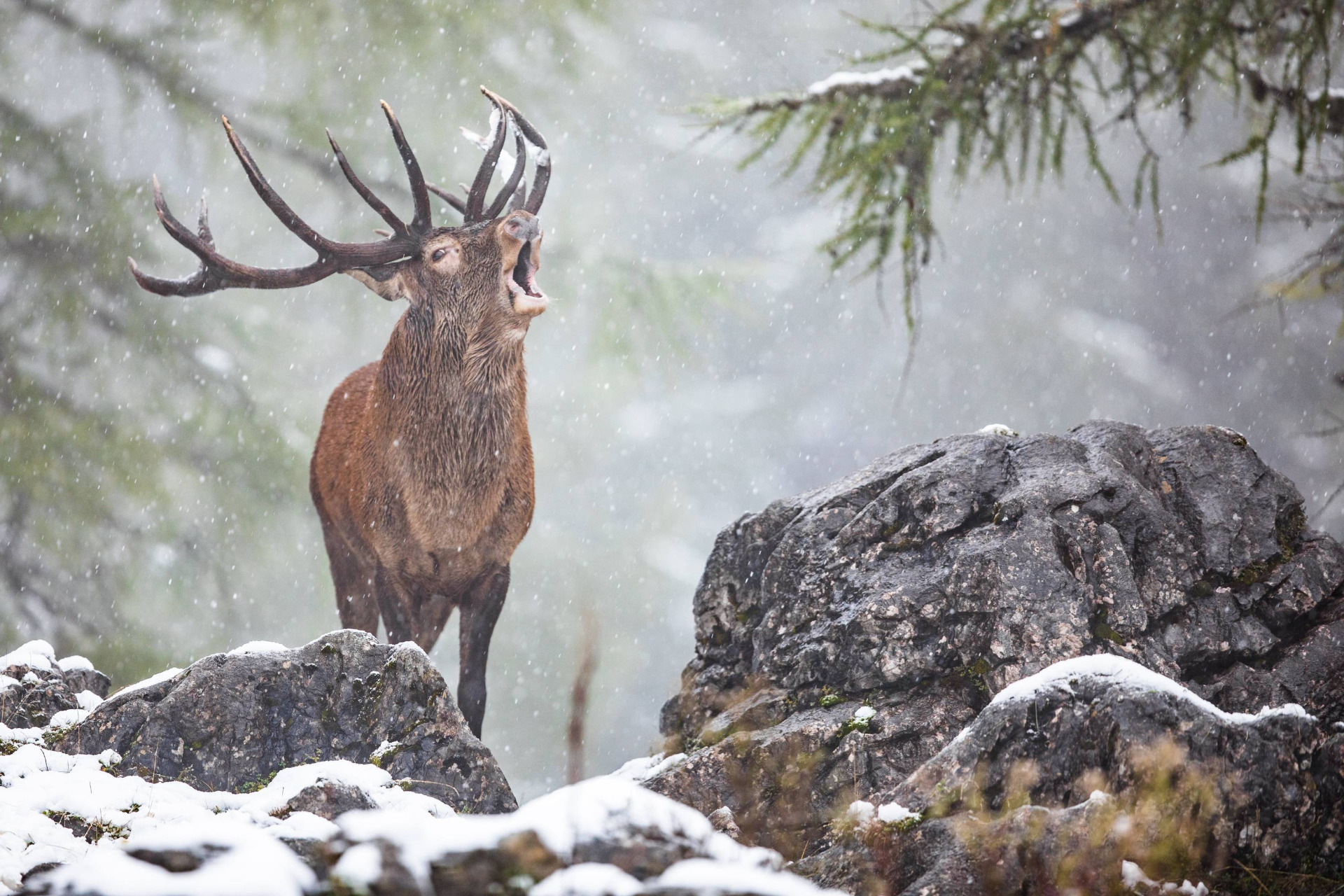 hubertusmesse hirsch hohenwarth