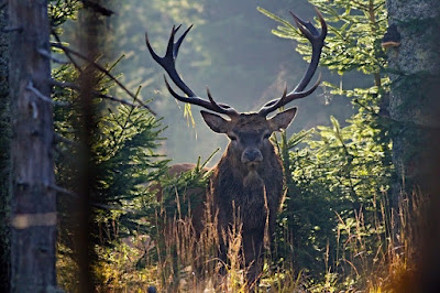 jelen šumava wildlife