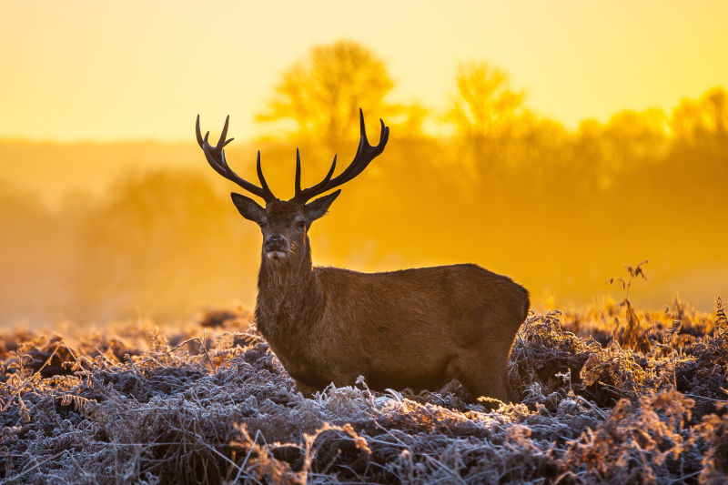 red deer in morning sun