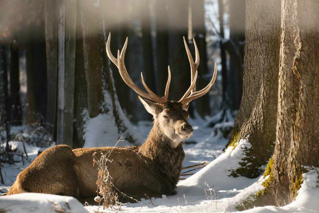 co jedza jelenie w lesie 468