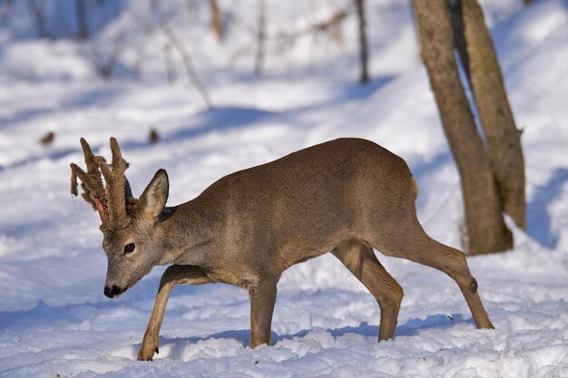 corzo capreolus capreolus nieve lugar alimentacion bosque 158187 23309