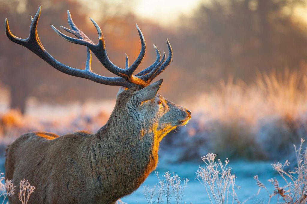 hert met wazige achtergrond