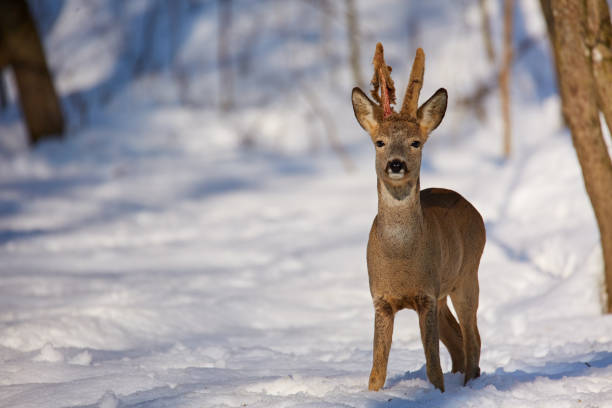 roe deer (capreolus capreolus) in the snow at the feeding spot in the forest